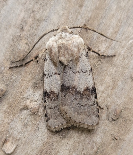 Agrotis cinerea - szürkés földibagoly