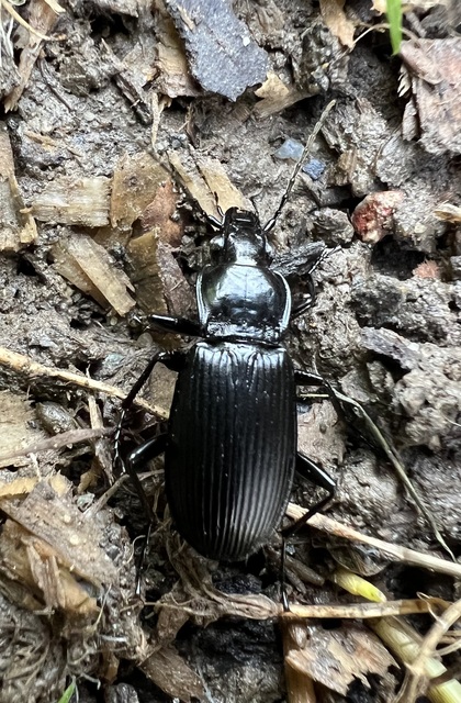 Pterostichus niger - komor gyászfutó