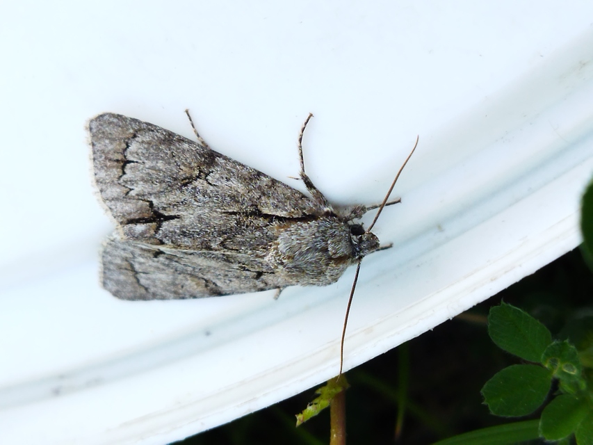 Acronicta cuspis/tridens/psi