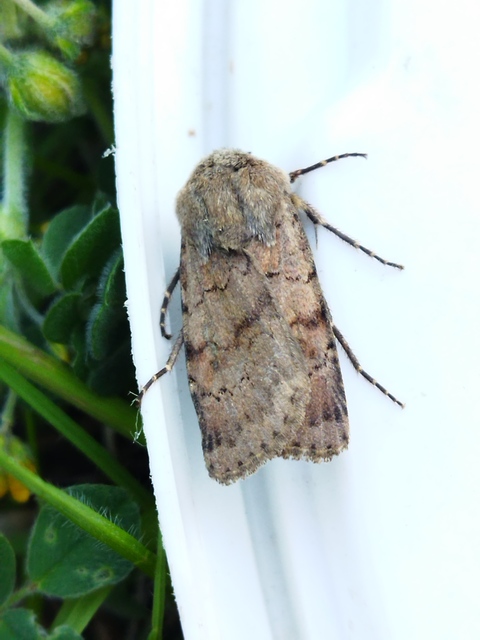 Agrotis cinerea - szürkés földibagoly