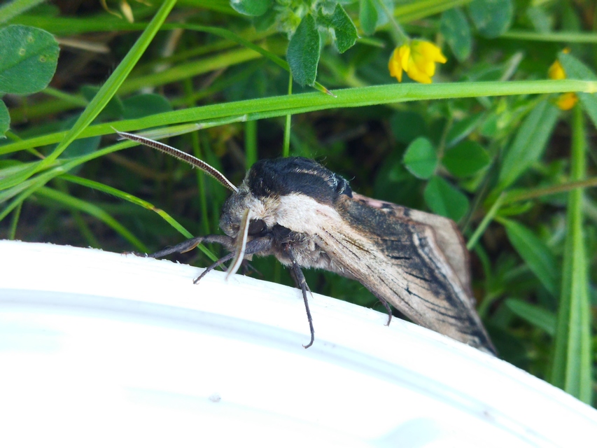 Sphinx ligustri - fagyalszender