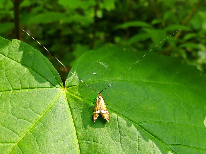 Nemophora degeerella - pompás tőrösmoly