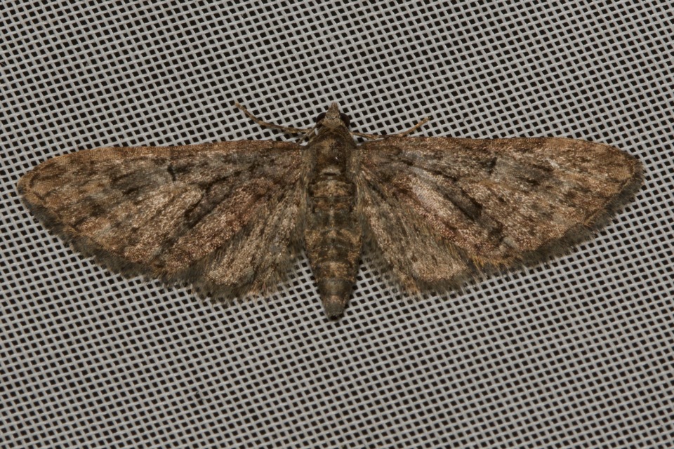 Eupithecia abbreviata - korai törpearaszoló