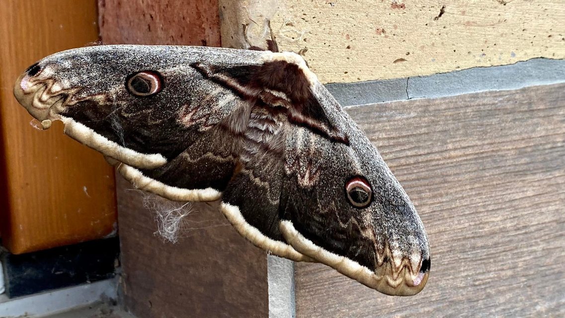 Saturnia pyri - nagy pávaszem