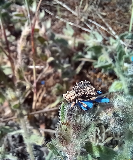 Herpes porcellus - bütyköshátú ormányos