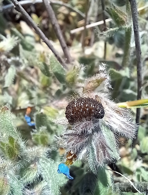 Herpes porcellus - bütyköshátú ormányos