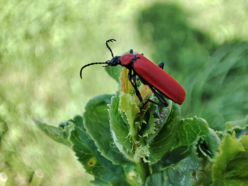 Pyrochroa coccinea - nagy bíborbogár