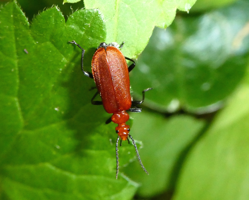 Pyrochroa serraticornis - közép-bíborbogár