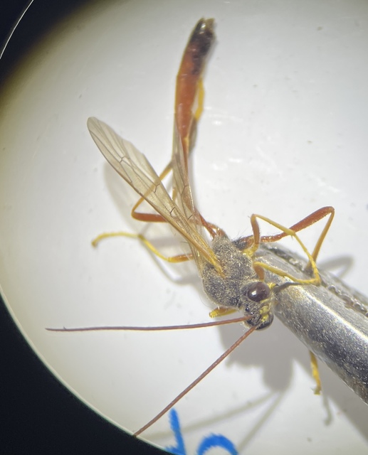 Erigorgus procerus