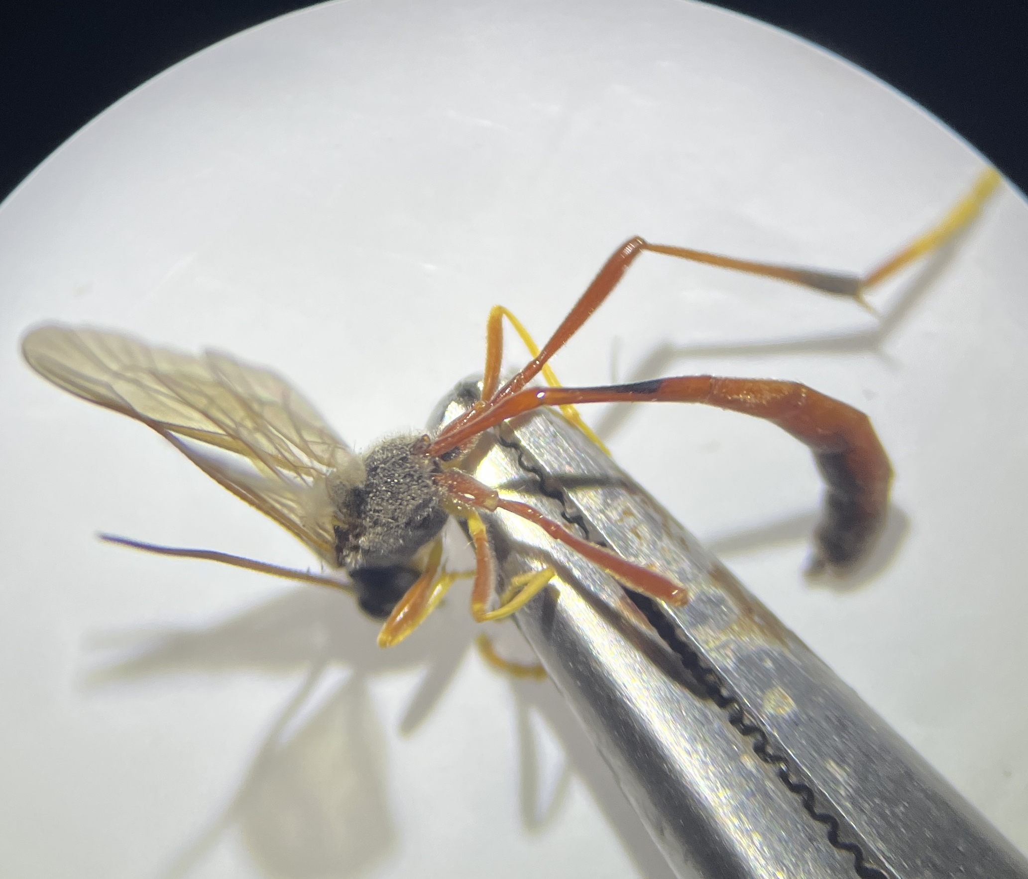 Erigorgus procerus