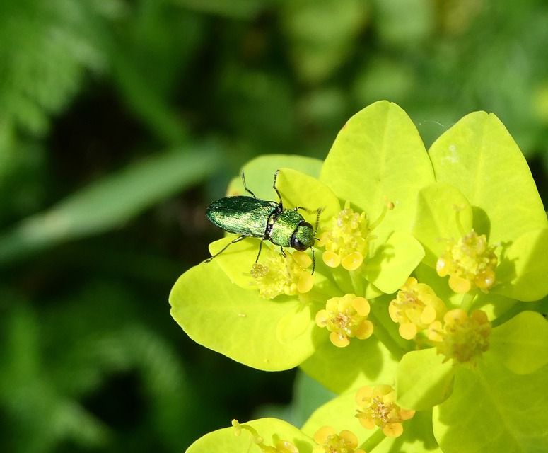 Anthaxia nitidula - ragyogó virágdíszbogár