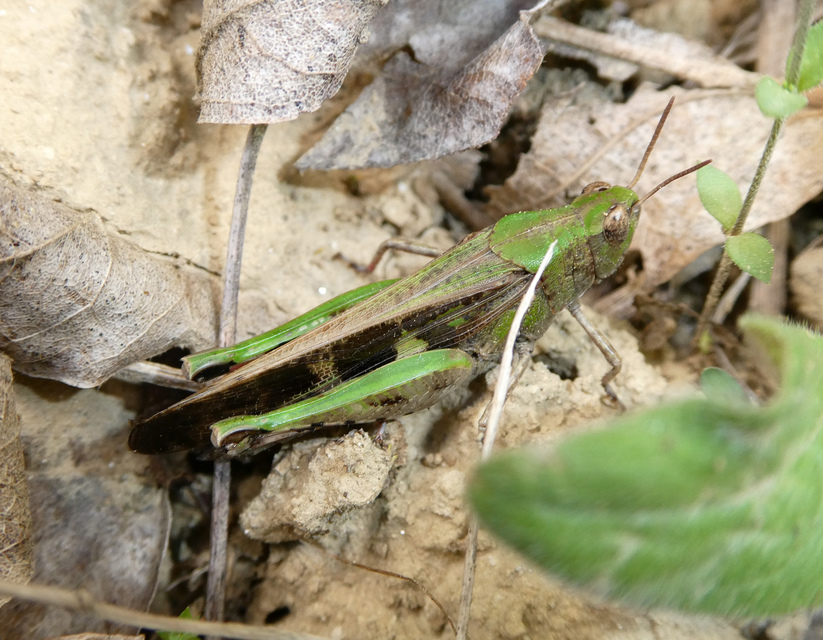 Aiolopus strepens - déli áttelelősáska