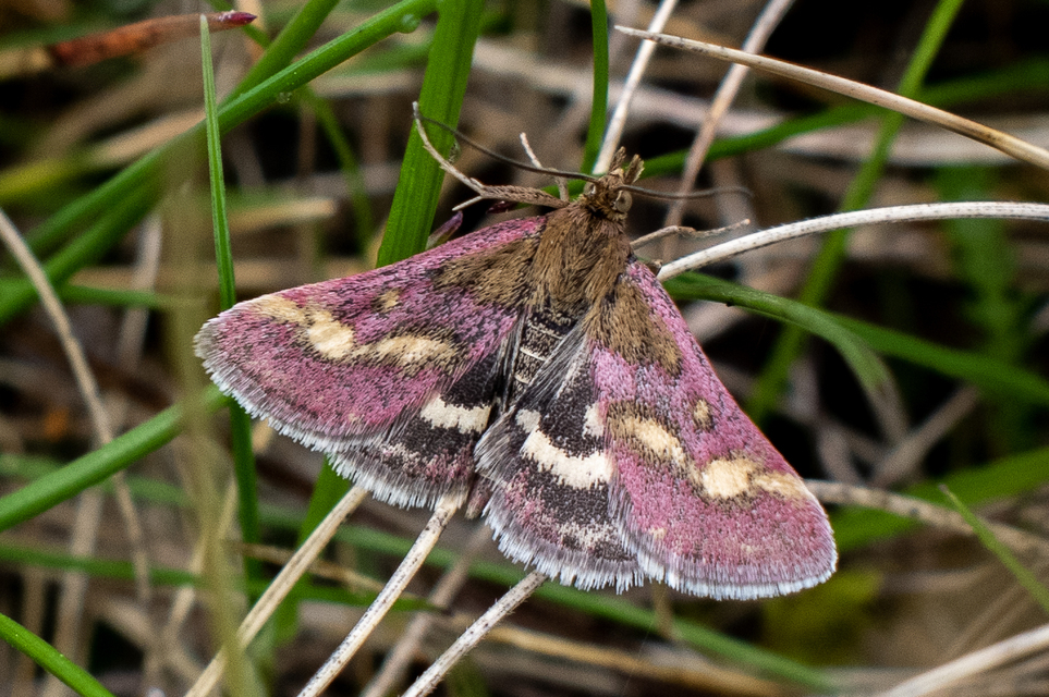 Pyrausta ostrinalis - ritka bíbormoly