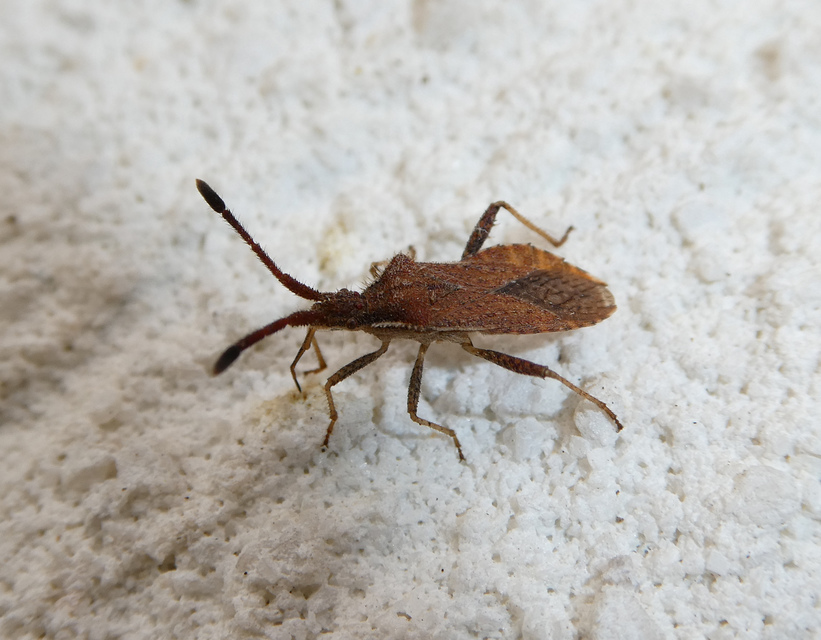 Coriomeris denticulatus - fűrészesvállú karimáspoloska