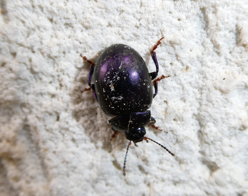 Chrysolina sturmi - vöröslábú levelész