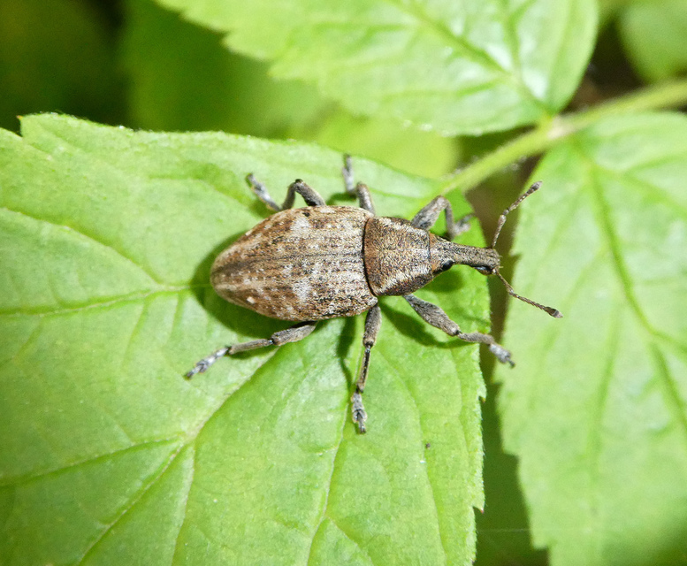 Lepyrus capucinus - pettyes fűzormányos