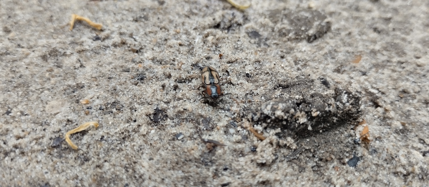 Selatosomus cruciatus - keresztes pattanó