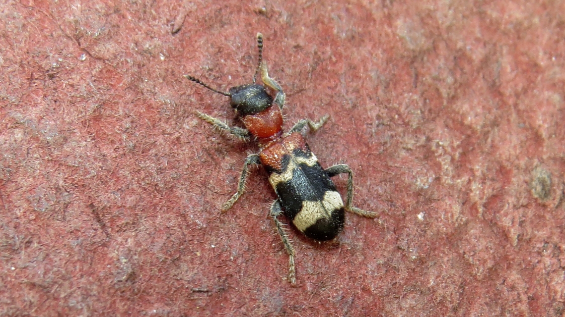 Thanasimus formicarius - vörösnyakú szúfarkas