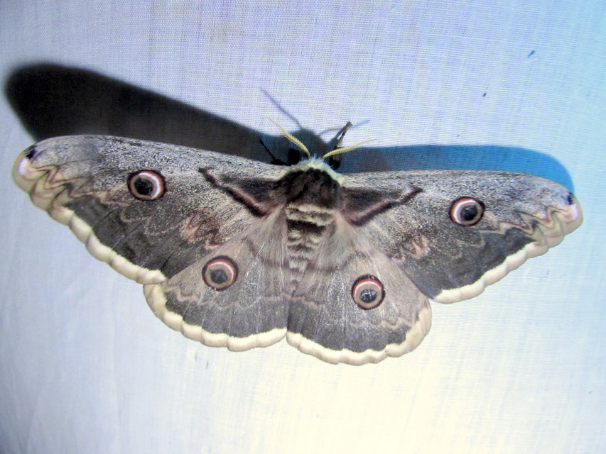 Saturnia pyri - nagy pávaszem