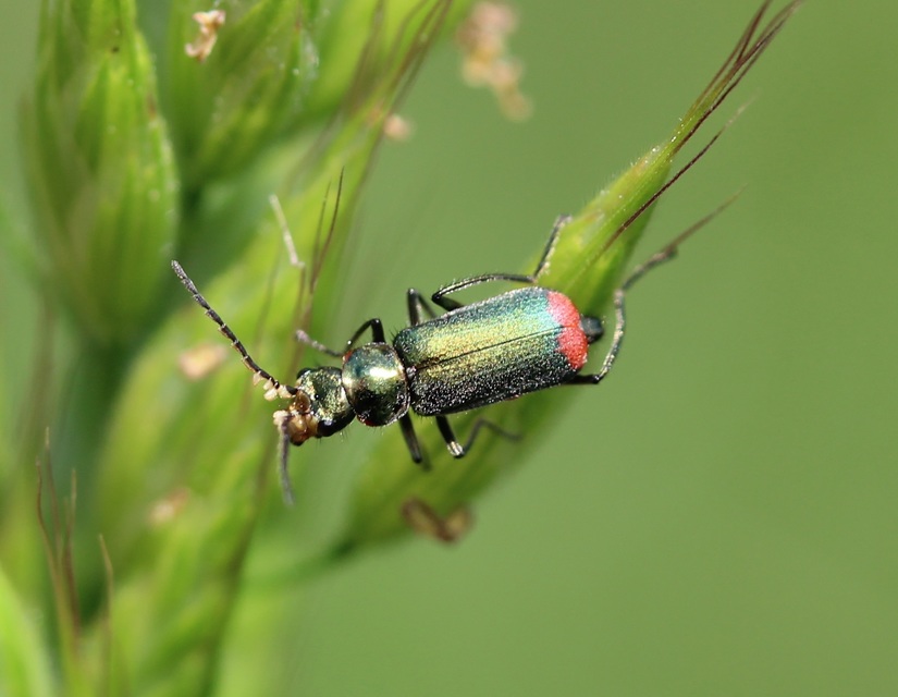 Malachius bipustulatus - kétfoltos bibircsesbogár