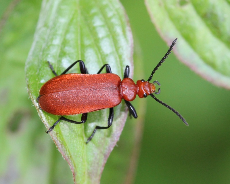 Pyrochroa serraticornis - közép-bíborbogár