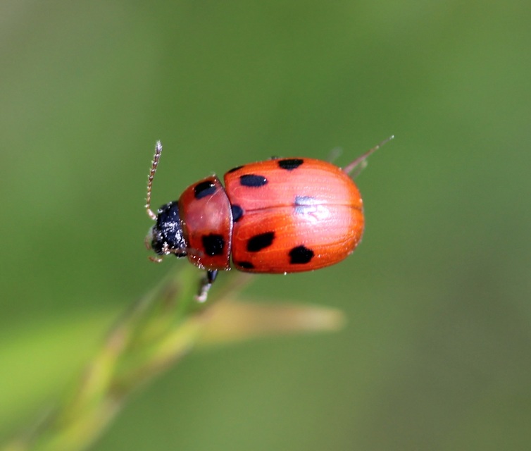 Gonioctena fornicata - közönséges lucernabogár
