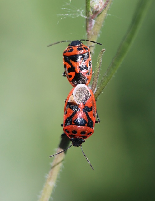Eurydema ornata - díszespoloska