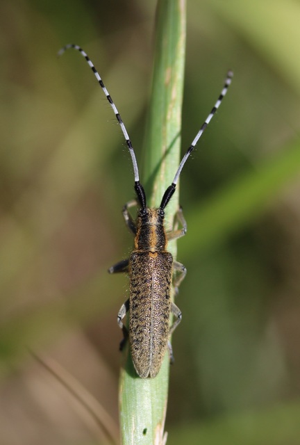Agapanthia villosoviridescens - fehérgyűrűs bogáncscincér