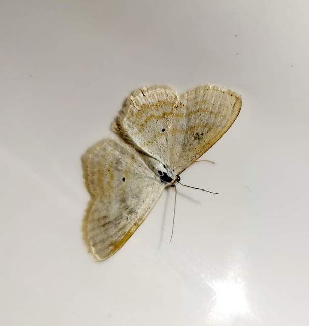 Scopula immutata - réti fehéraraszoló