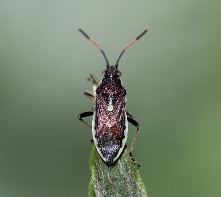 Maccevethus