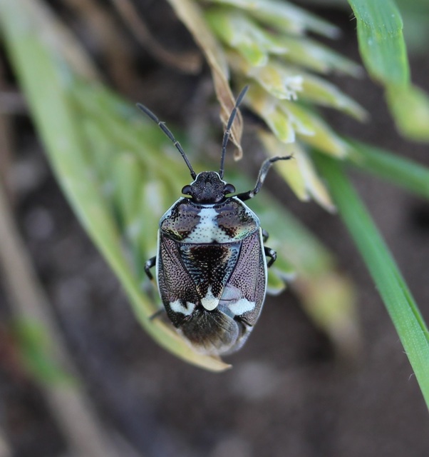 Eurydema oleracea - paréjpoloska Eurydema oleracea - paréjpoloska