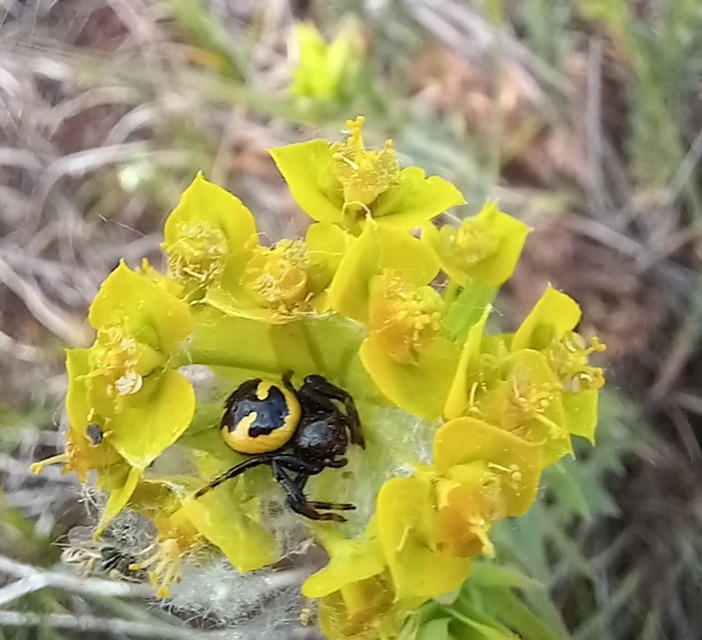 Synema globosum/ornatum
