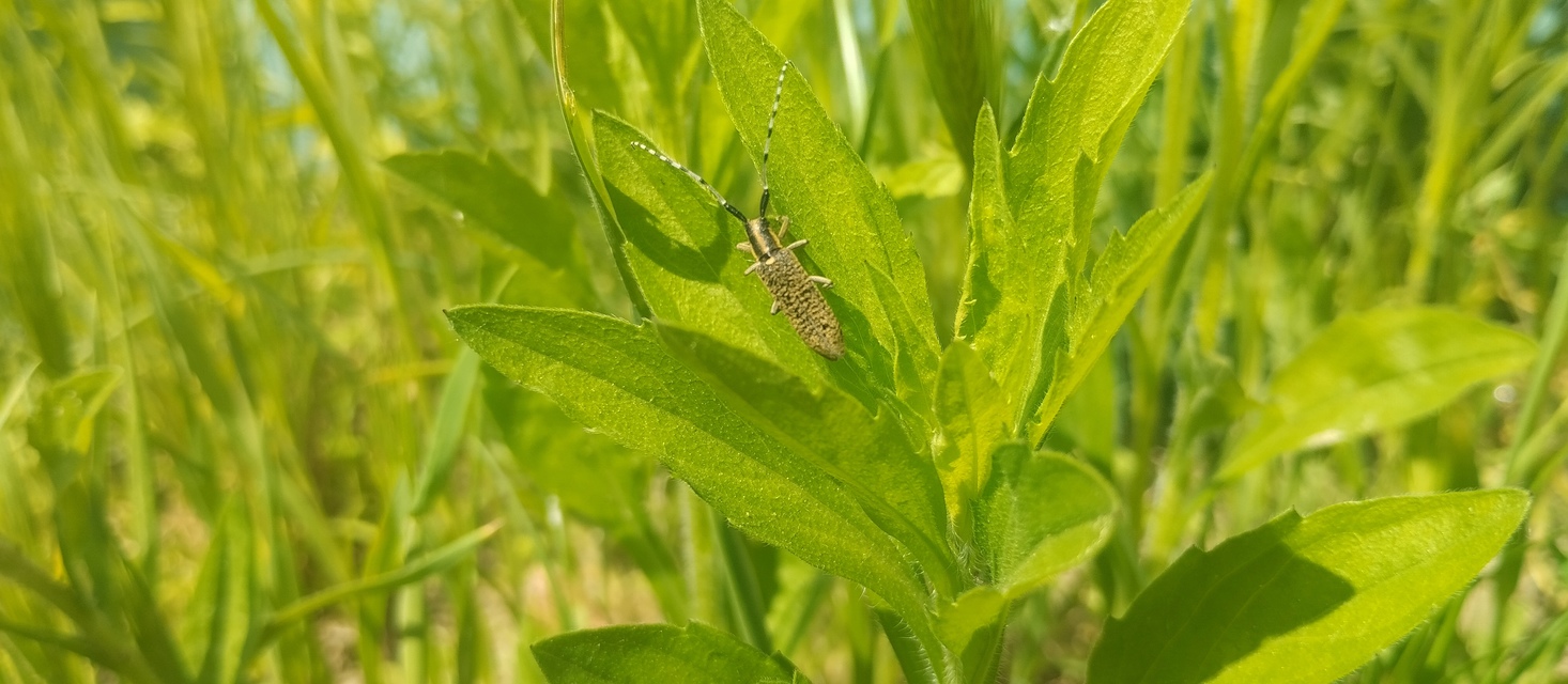 Agapanthia villosoviridescens - fehérgyűrűs bogáncscincér