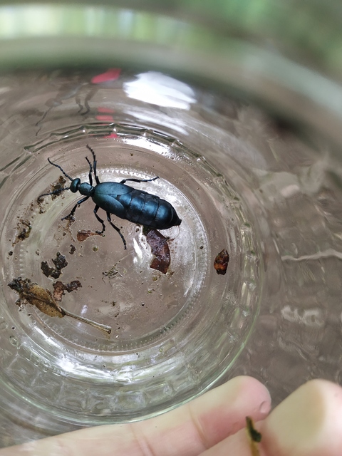 Meloe violaceus - kék nünüke
