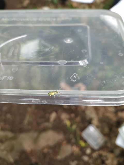 Phyllobius argentatus - ezüstös levélormányos