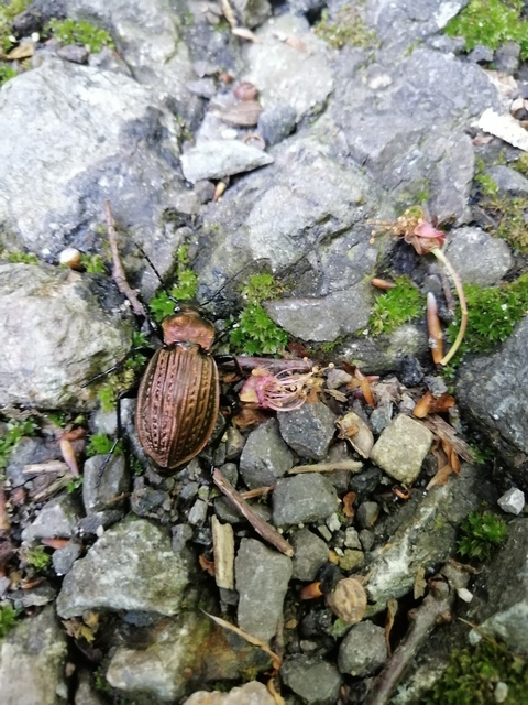 Carabus ulrichii ulrichii - közönséges rezes futrinka Carabus ulrichii ulrichii - közönséges rezes futrinka