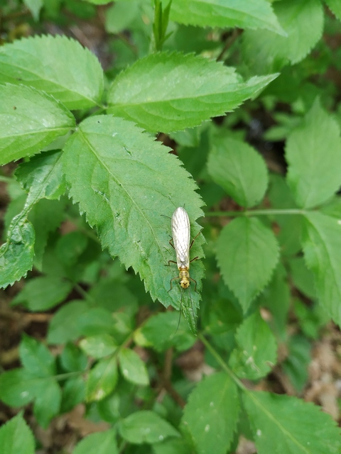 Plecoptera - Álkérészek