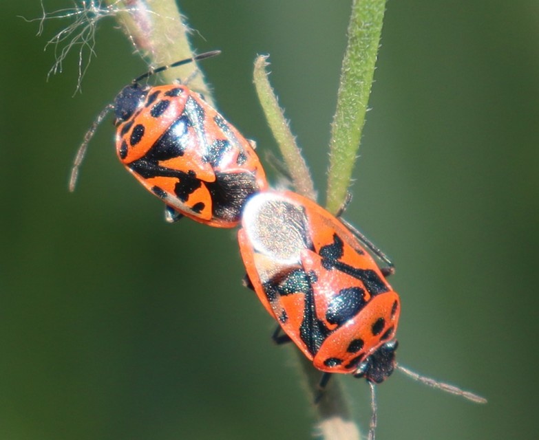 Eurydema ornata - díszespoloska