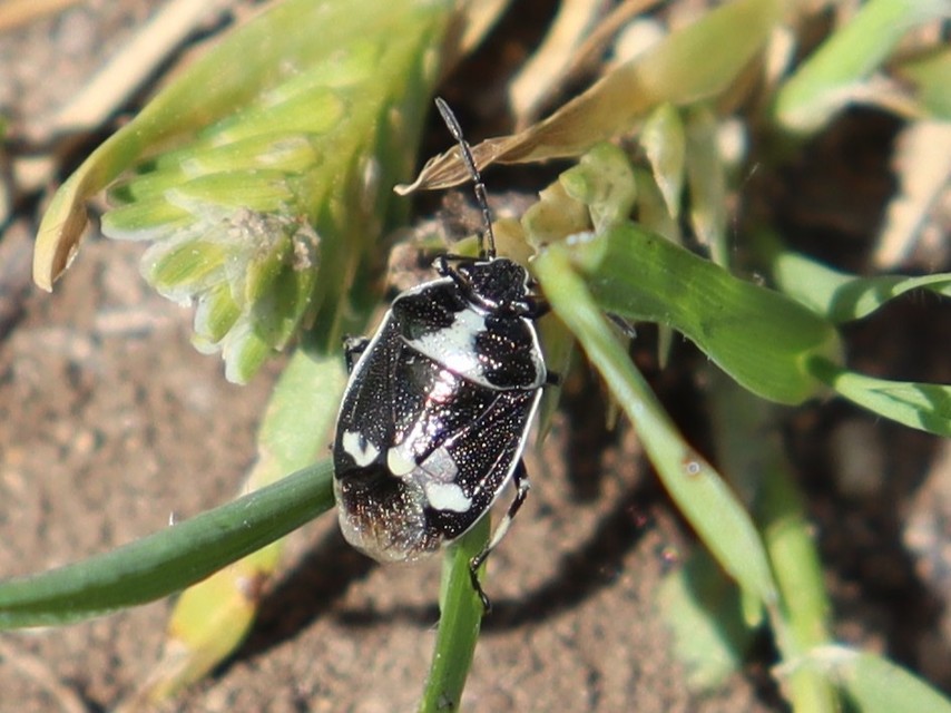 Eurydema oleracea - paréjpoloska Eurydema oleracea - paréjpoloska