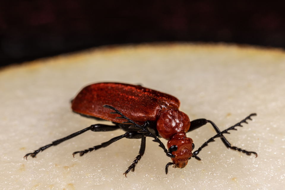 Pyrochroa serraticornis - közép-bíborbogár
