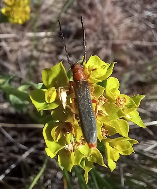 Oberea erythrocephala - pirosfejű kutyatejcincér