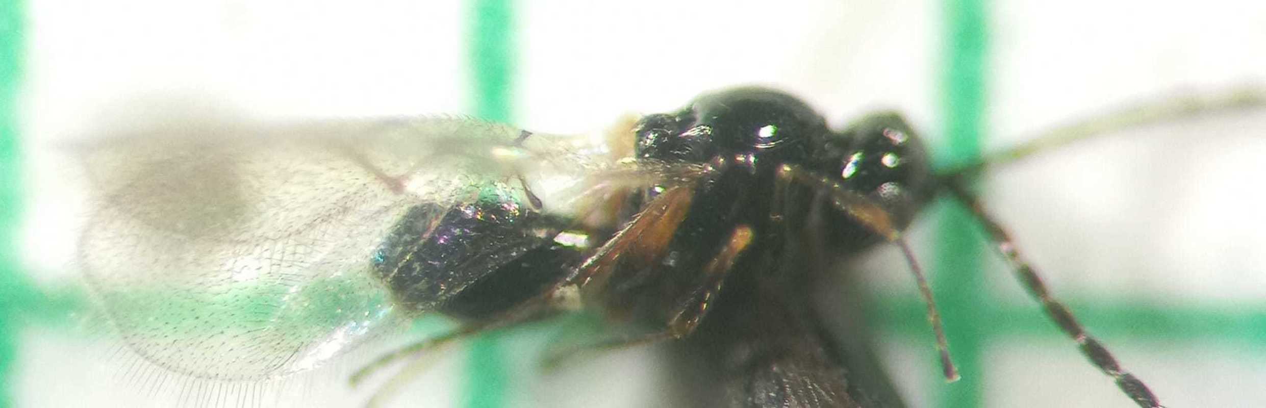 Kleidotoma