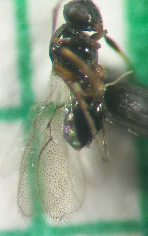 Kleidotoma