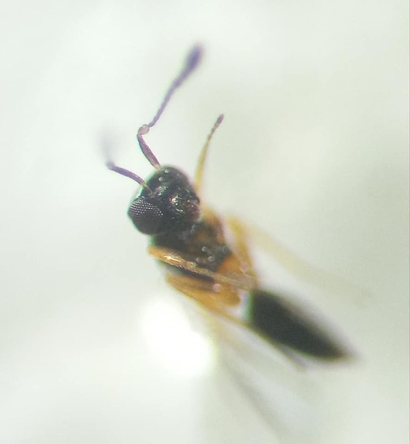 Ooctonus