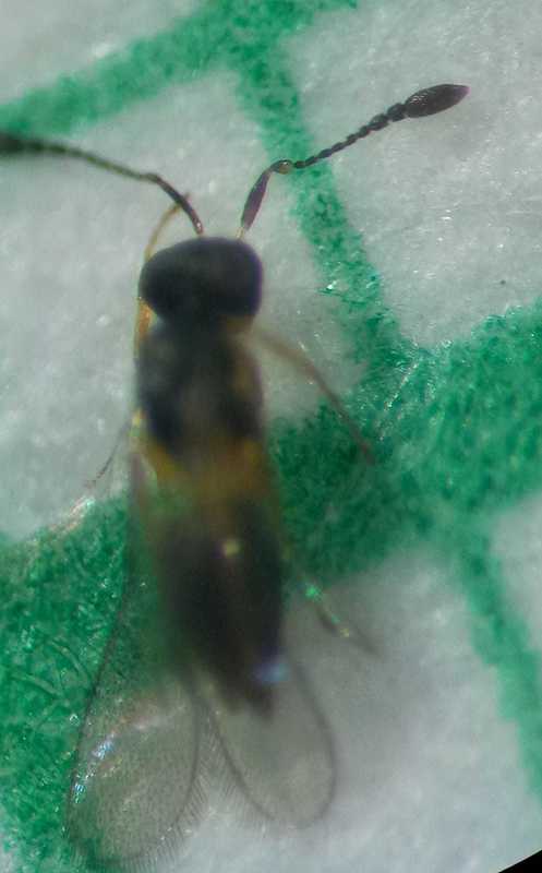 Ooctonus