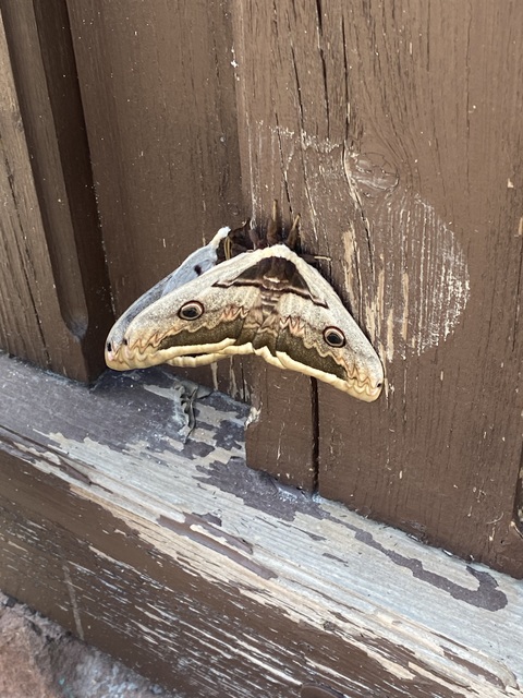 Saturnia pyri - nagy pávaszem