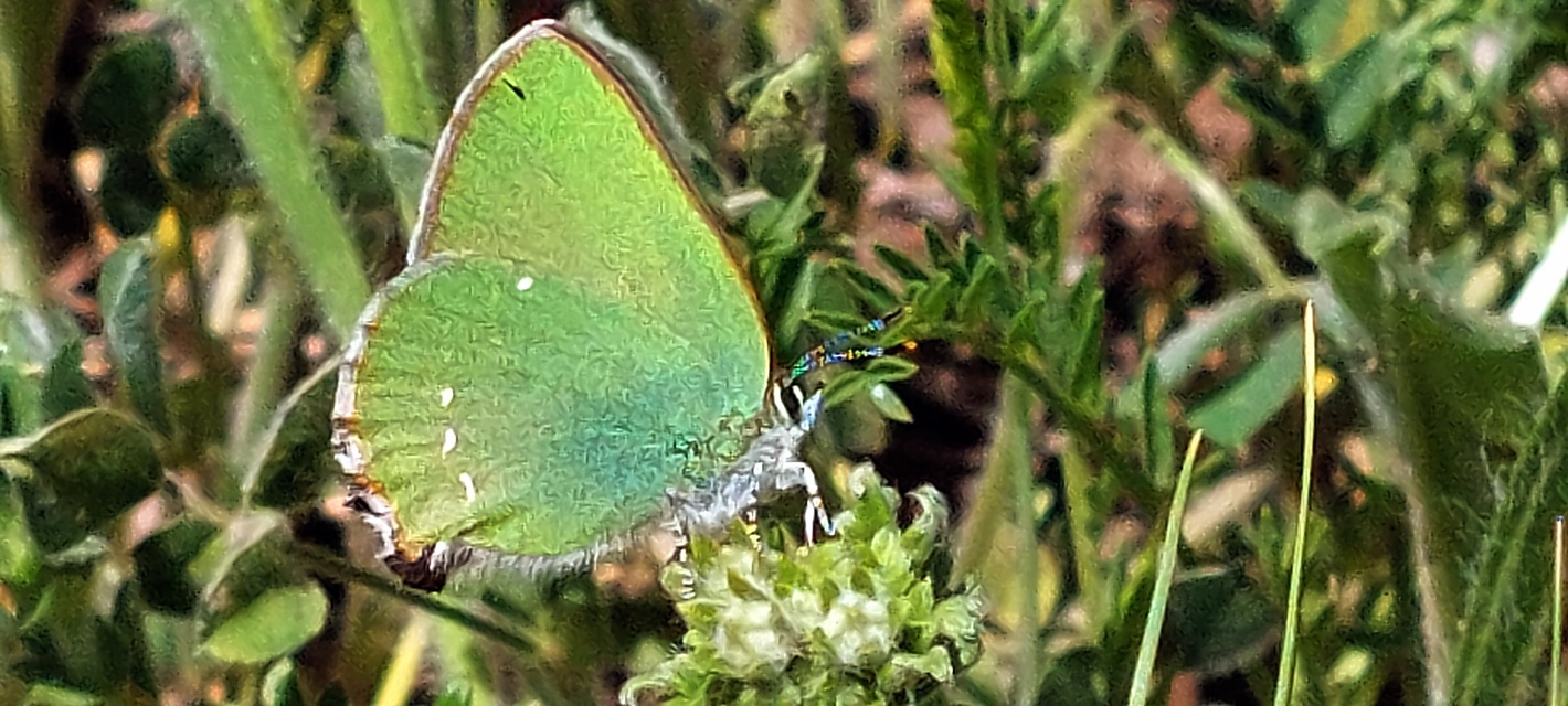 Callophrys rubi - zöldfonákú lepke