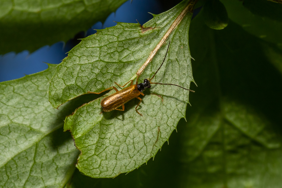 Rhagonycha lignosa - cserjés-lágybogár