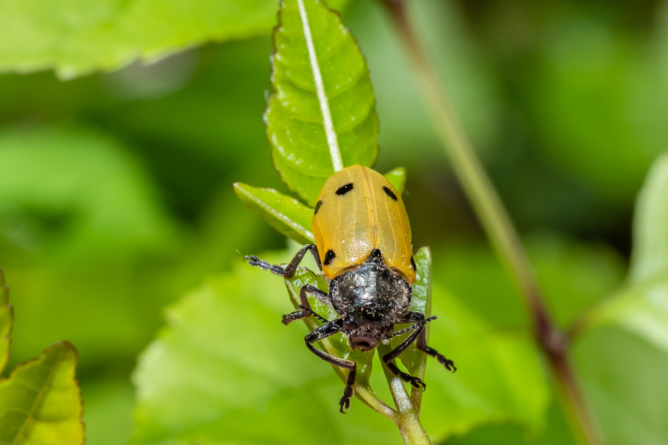 Lachnaia sexpunctata - szőrösnyakú zsákhordóbogár