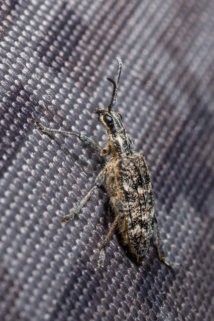 Rhagium inquisitor - fenyves-tövisescincér